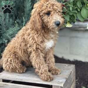 Fernando, Mini Goldendoodle Puppy