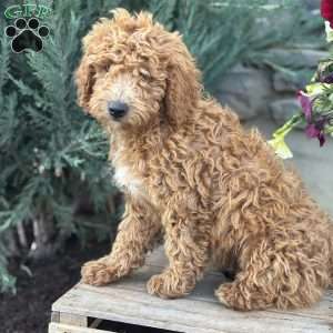 Fernando, Mini Goldendoodle Puppy