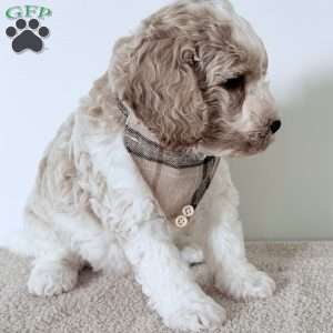 Cash, Mini Goldendoodle Puppy