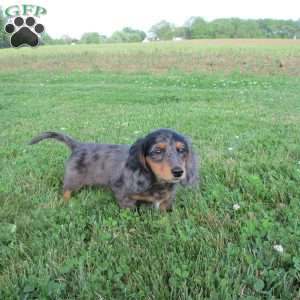 Sasha, Dachshund Puppy