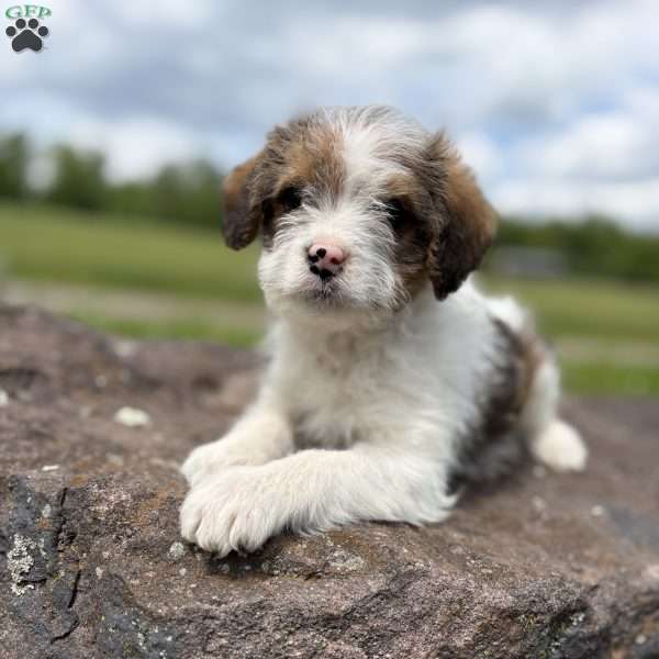 Rabbit, Cavalier King Charles Mix Puppy