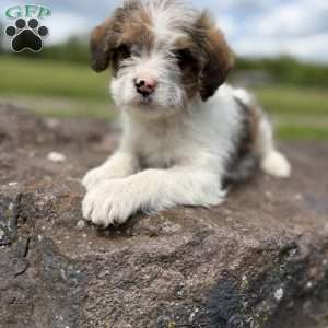 Rabbit, Cavalier King Charles Mix Puppy