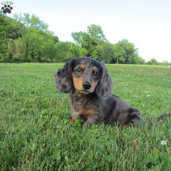 Sasha, Dachshund Puppy
