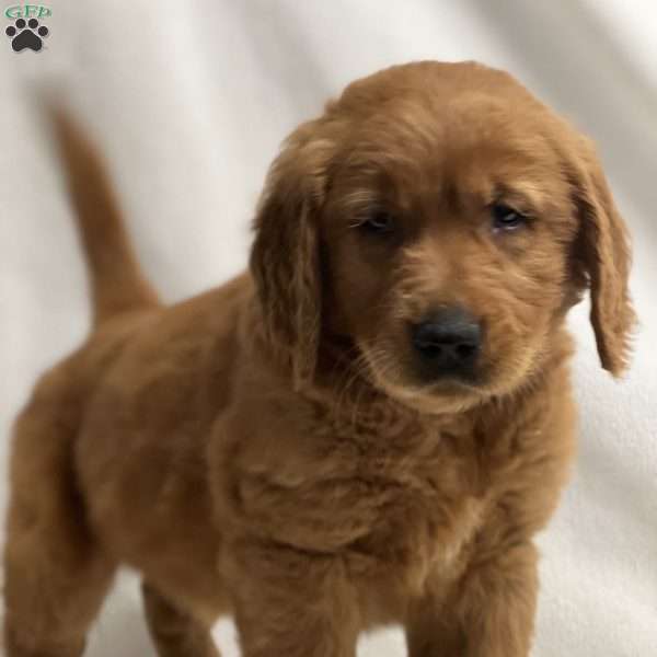 Jerry, Golden Retriever Puppy