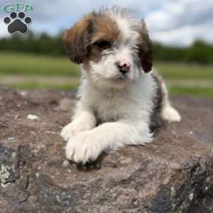 Rabbit, Cavalier King Charles Mix Puppy