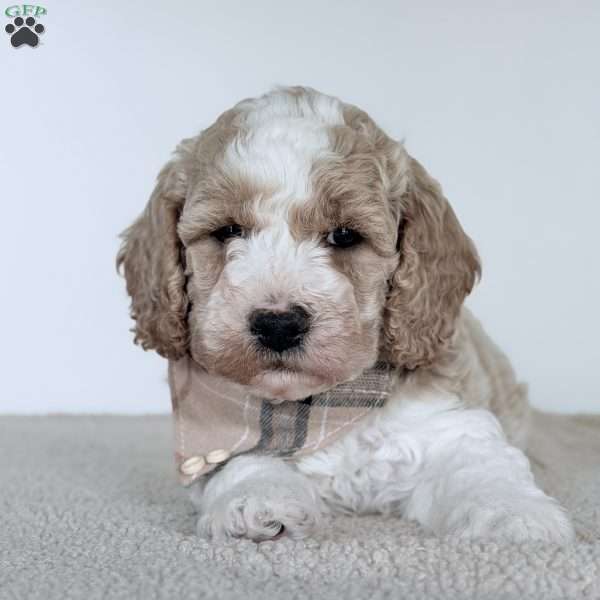 Cash, Mini Goldendoodle Puppy
