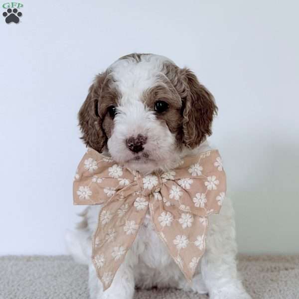 June Bug, Mini Goldendoodle Puppy