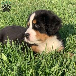 BoBo, Bernese Mountain Dog Puppy