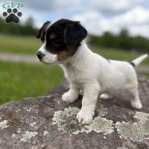 Molly, Cavalier King Charles Mix Puppy