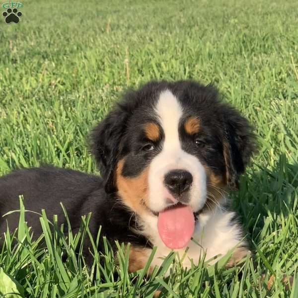BoBo, Bernese Mountain Dog Puppy