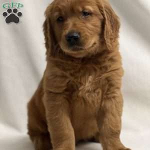 Jerry, Golden Retriever Puppy