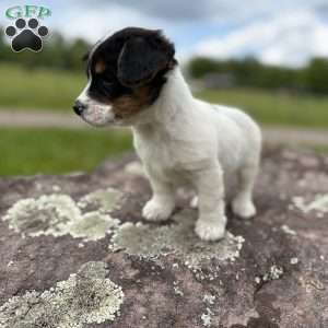 Molly, Cavalier King Charles Mix Puppy