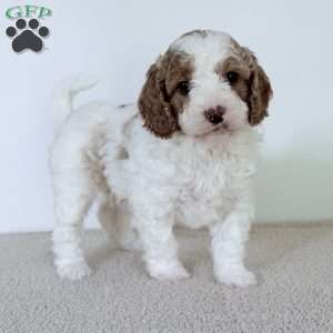 June Bug, Mini Goldendoodle Puppy