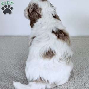 June Bug, Mini Goldendoodle Puppy