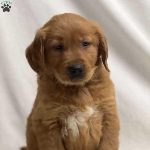 Jol, Golden Retriever Puppy