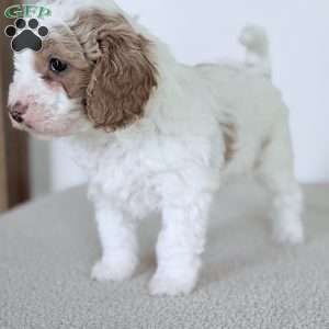June Bug, Mini Goldendoodle Puppy