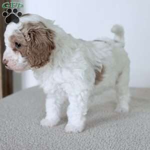 June Bug, Mini Goldendoodle Puppy