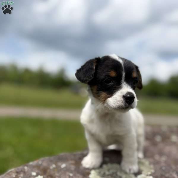 Molly, Cavalier King Charles Mix Puppy