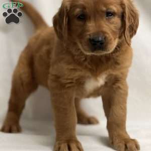 Jol, Golden Retriever Puppy