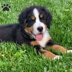 BoBo, Bernese Mountain Dog Puppy