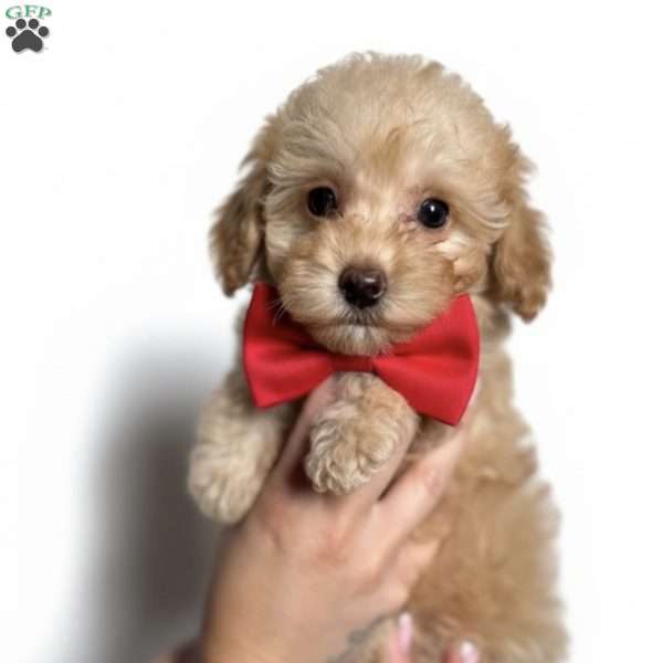 Tiny Louie, Toy Poodle Puppy