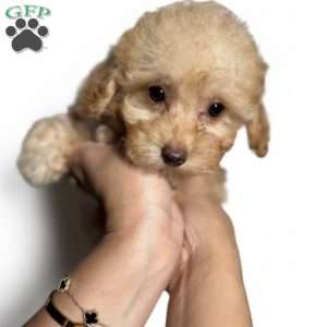 Tiny Louie, Toy Poodle Puppy