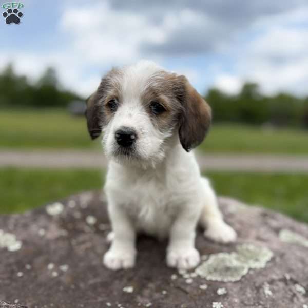 Macaron, Cavalier King Charles Mix Puppy