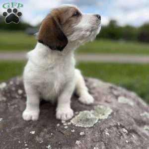 Macaron, Cavalier King Charles Mix Puppy