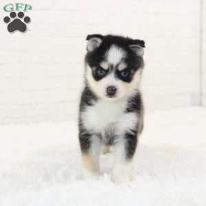 Belle, Pomsky Puppy