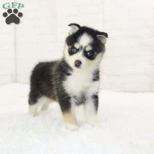 Belle, Pomsky Puppy