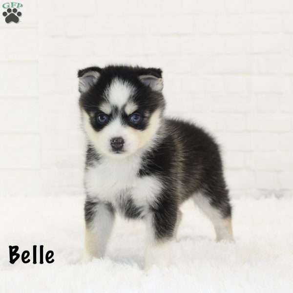 Belle, Pomsky Puppy