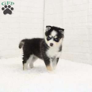 Belle, Pomsky Puppy