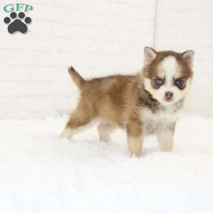 Bailey, Pomsky Puppy