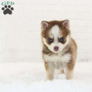 Bailey, Pomsky Puppy