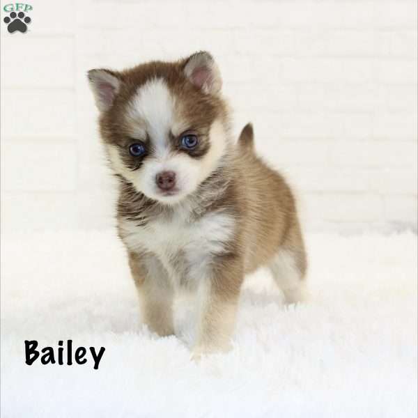 Bailey, Pomsky Puppy