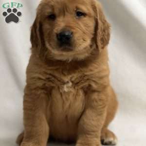 Jack, Golden Retriever Puppy