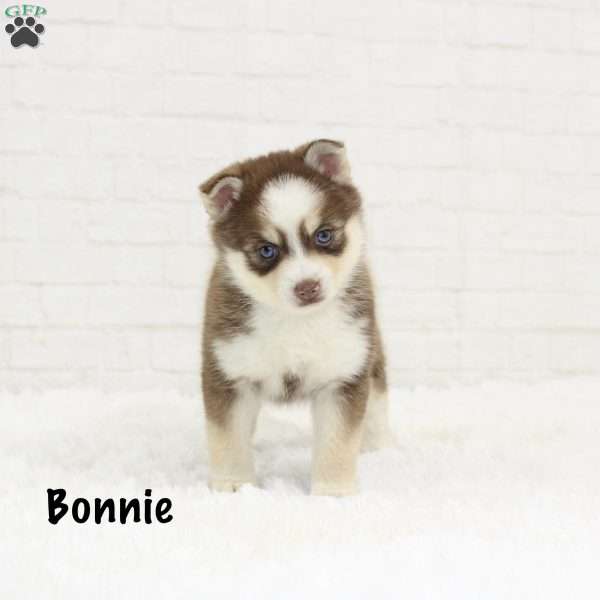Bonnie, Pomsky Puppy