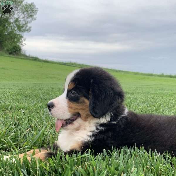 Comanche, Bernese Mountain Dog Puppy
