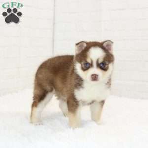 Bonnie, Pomsky Puppy