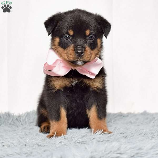 Nova, Rottweiler Puppy