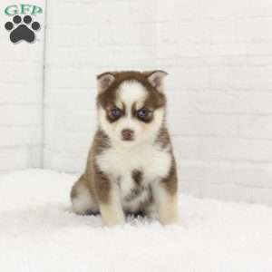 Bonnie, Pomsky Puppy