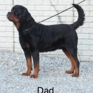 dad