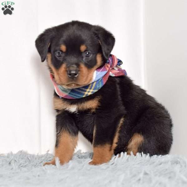 Warrior, Rottweiler Puppy