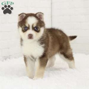 Bonnie, Pomsky Puppy