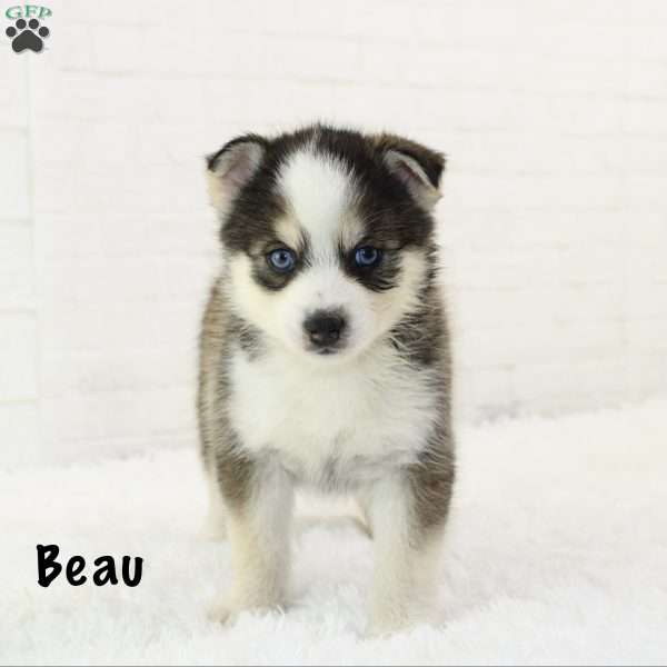 Beau, Pomsky Puppy