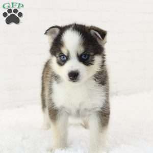 Beau, Pomsky Puppy