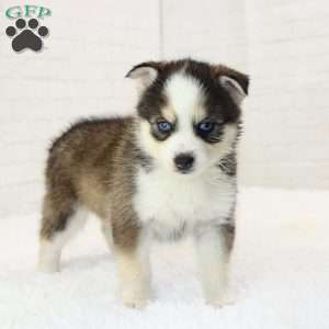 Beau, Pomsky Puppy