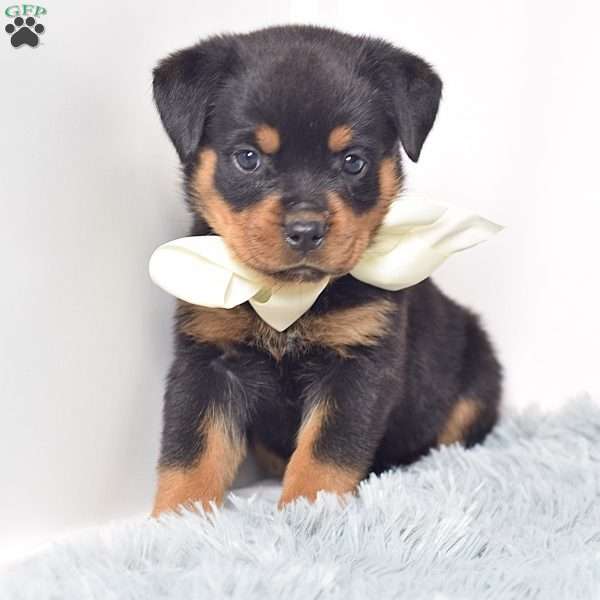 Raven, Rottweiler Puppy