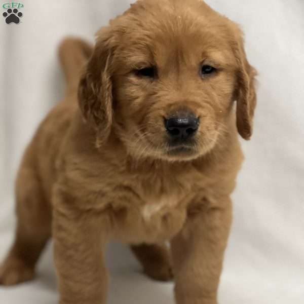 Jack, Golden Retriever Puppy
