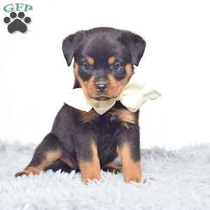 Raven, Rottweiler Puppy